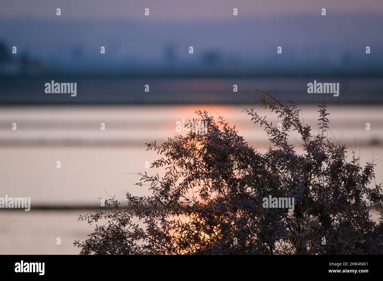 Coucher de soleil sur des champs de riz inondés.Parc naturel du Delta de l'Ebro.Catalogne.Espagne. Banque D'Images