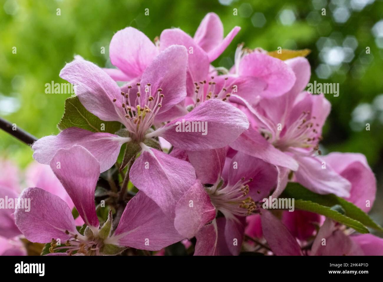 De jolies fleurs d'écrevisses roses au printemps avec un bokeh vert derrière les fleurs Banque D'Images