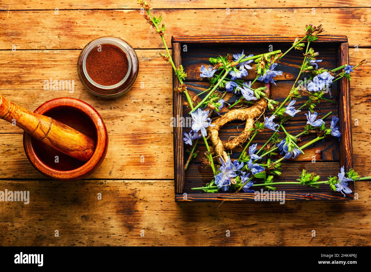 Racine de chicorée et fleurs de chicorée, mauvaises herbes. Plante sauvage en phytothérapie. Banque D'Images