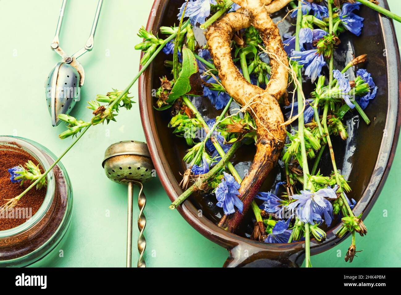 Racine de chicorée et fleurs de chicorée, mauvaises herbes. Plante sauvage en phytothérapie. Banque D'Images