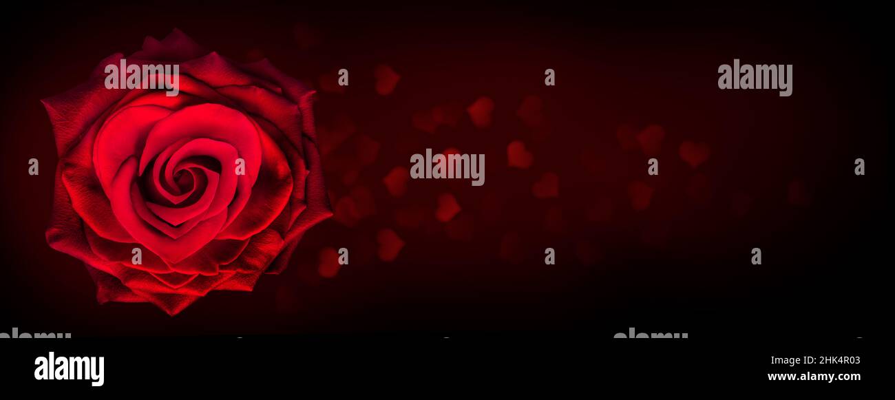 Fleur de rose rouge en forme de coeur sur fond sombre avec lumière de bokeh en forme de coeur.Célébration de la Saint-Valentin.Rose rouge en forme de coeur, concept de valent Banque D'Images