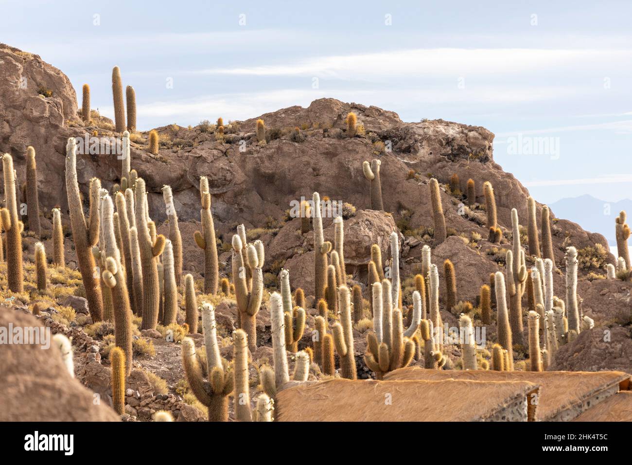 Cactus de Cardon (Echinopsis atacamensis), poussant près de l'entrée de l'île Incahuasi, sur le Salar de Uyuni, Bolivie, Amérique du Sud Banque D'Images