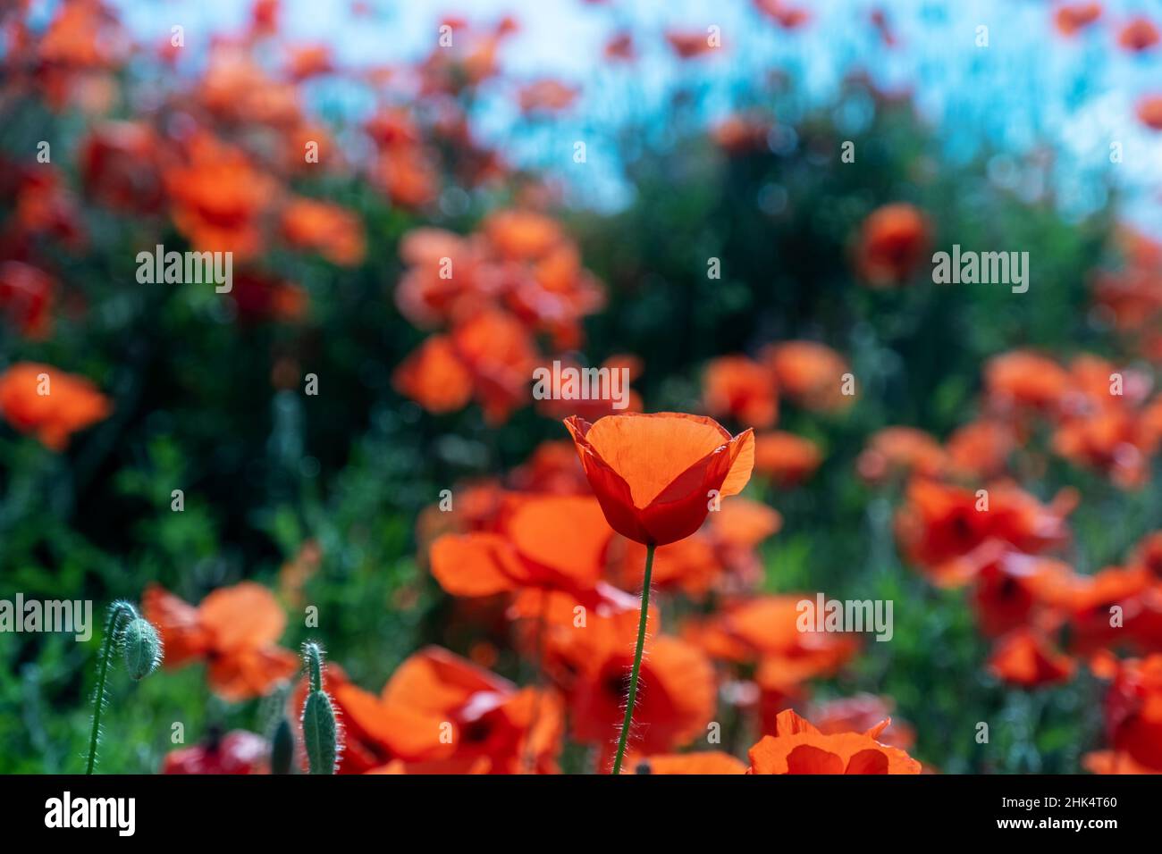 une fleur de pavot rouge vif et 2 bourgeons en premier plan sur un fond flou de pavot rouge sur une colline en pente sous un ciel bleu d'été, espace de copie Banque D'Images