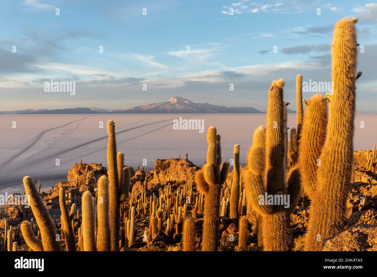 Isla Incahuasi, Salar de Uyuni, Bolivie, Amérique du Sud Banque D'Images