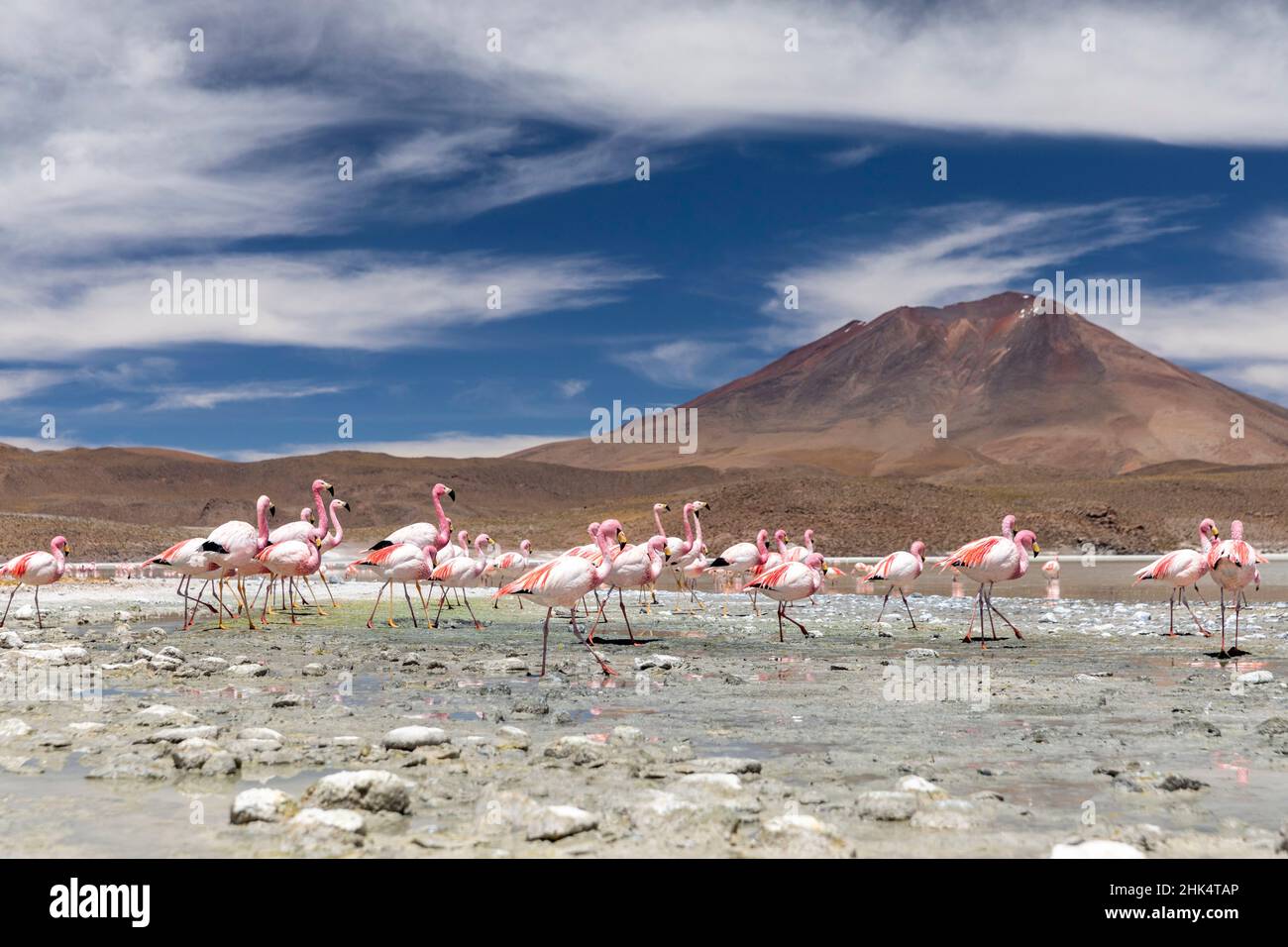 Flamants se nourrissant à Laguna Canapa, un lac de sel endorheique dans l'altiplano, département de Potosi, Bolivie, Amérique du Sud Banque D'Images