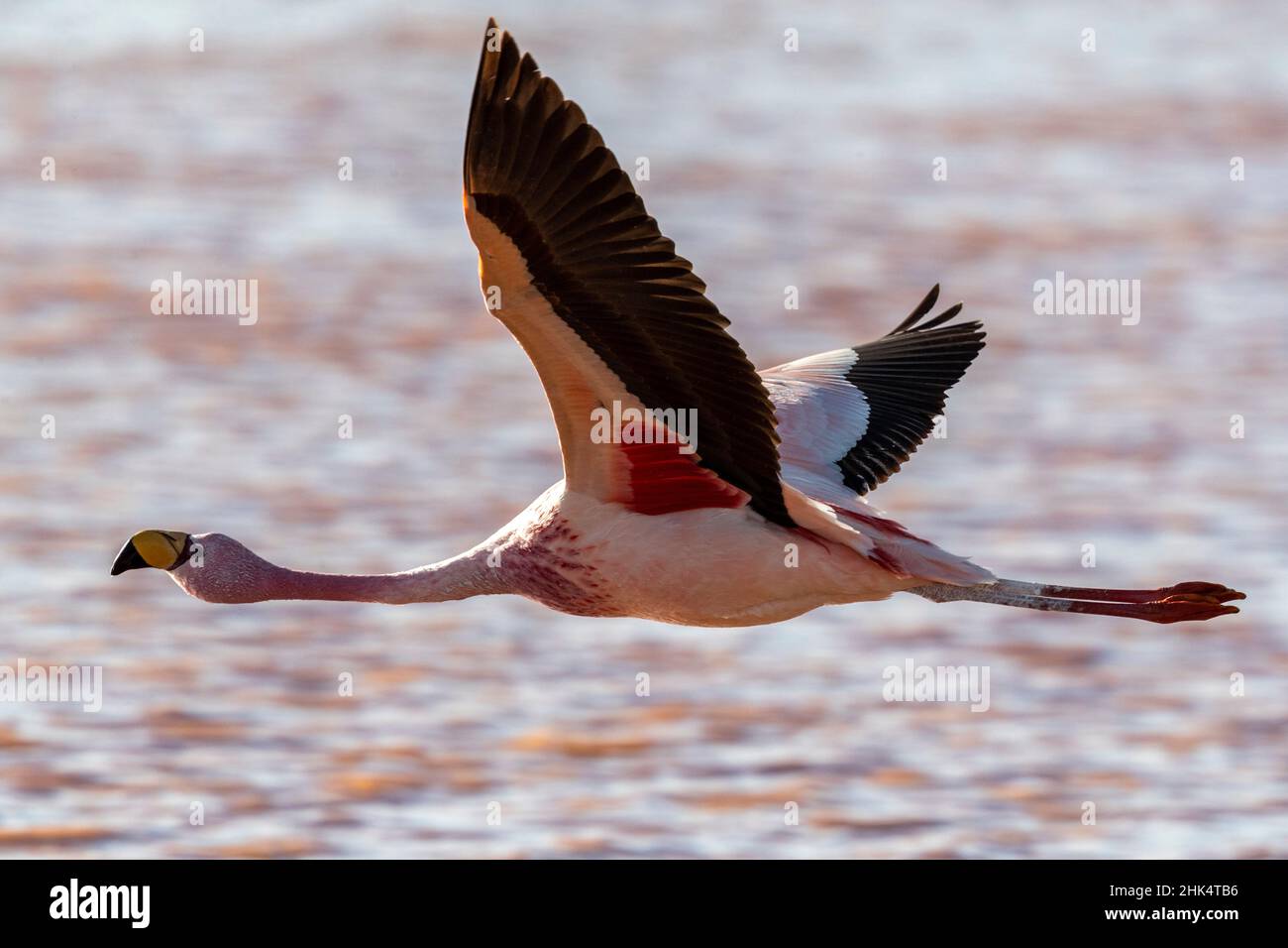 Rare Flamingo de James (Phoenicarrus jamesi), en vol, Réserve nationale de faune andine Eduardo Avaroa, Bolivie, Amérique du Sud Banque D'Images