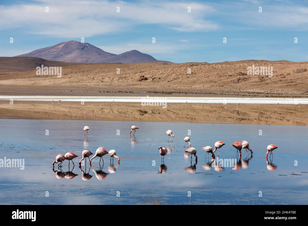Flamants se nourrissant à Laguna Canapa, un lac de sel endorheique dans l'altiplano, département de Potosi, Bolivie, Amérique du Sud Banque D'Images