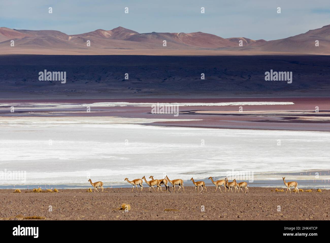 Un troupeau de vigognes (Lama vicugna) dans l'altiplano des hautes Andes, Bolivie, Amérique du Sud Banque D'Images