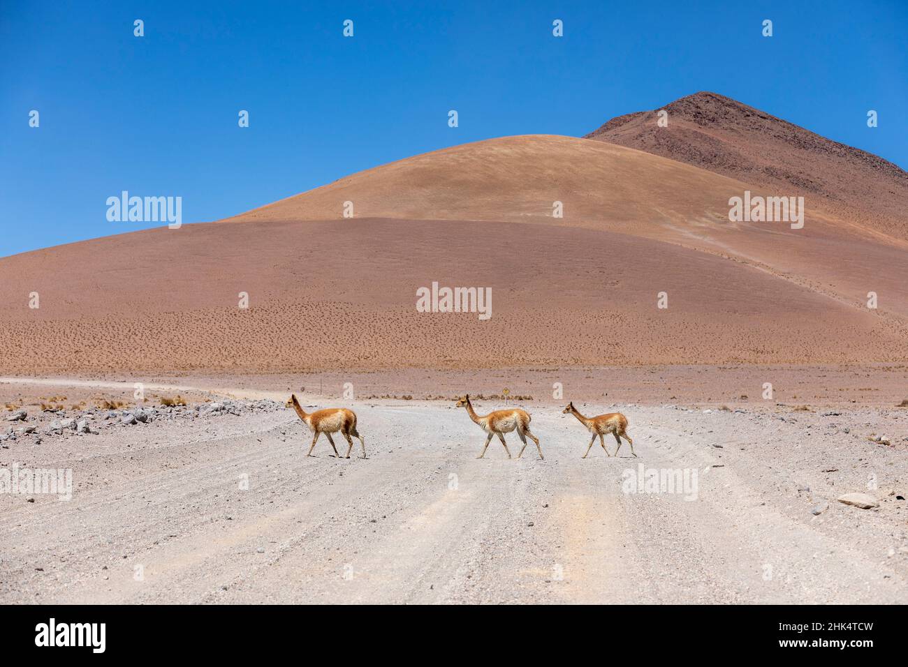 Un troupeau de vigognes (Lama vicugna) dans l'altiplano des hautes Andes, Bolivie, Amérique du Sud Banque D'Images