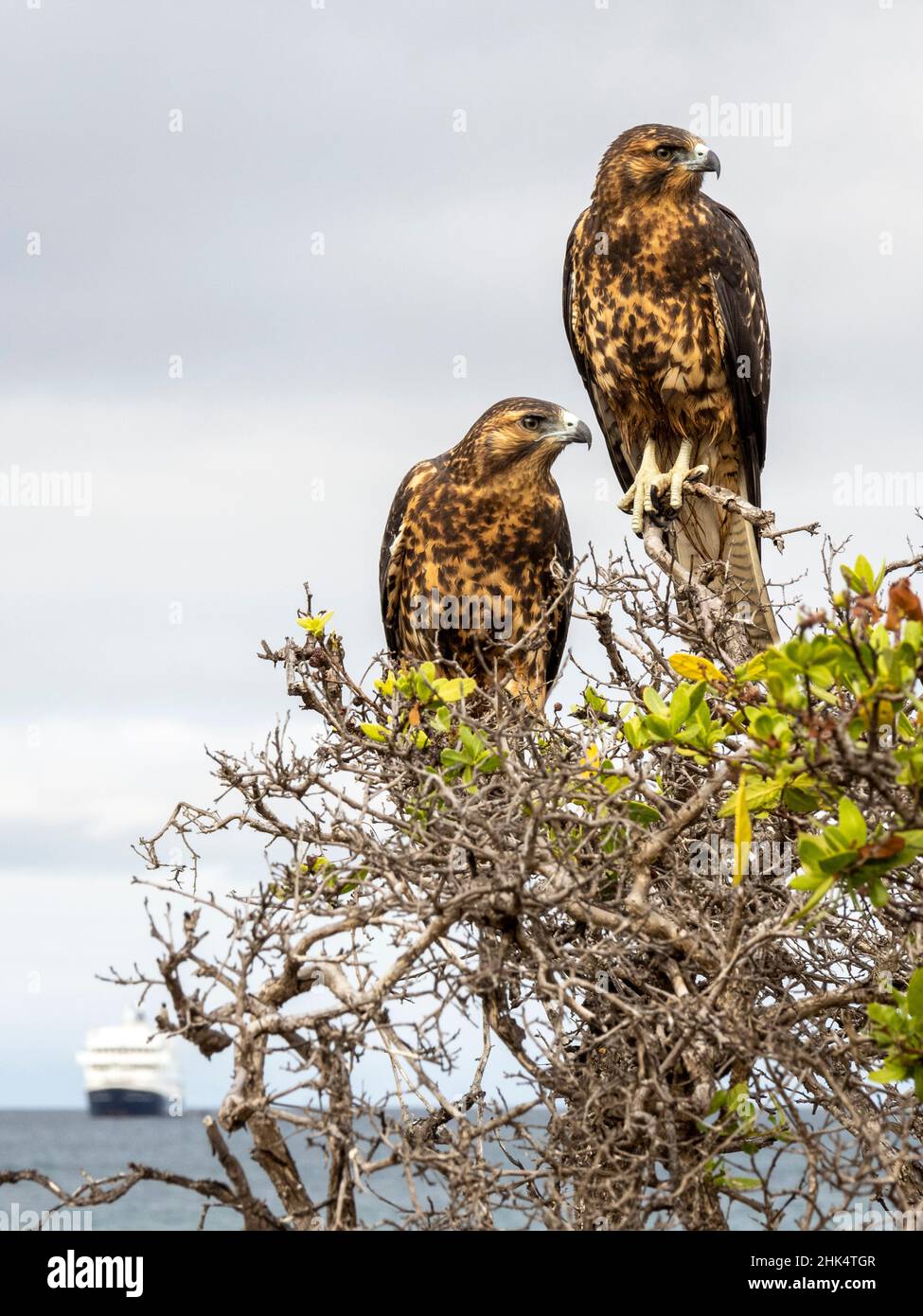 Une paire de faucons Galapagos juvéniles (Buteo galapagoensis), île de Rabida, Galapagos, Equateur, Amérique du Sud Banque D'Images