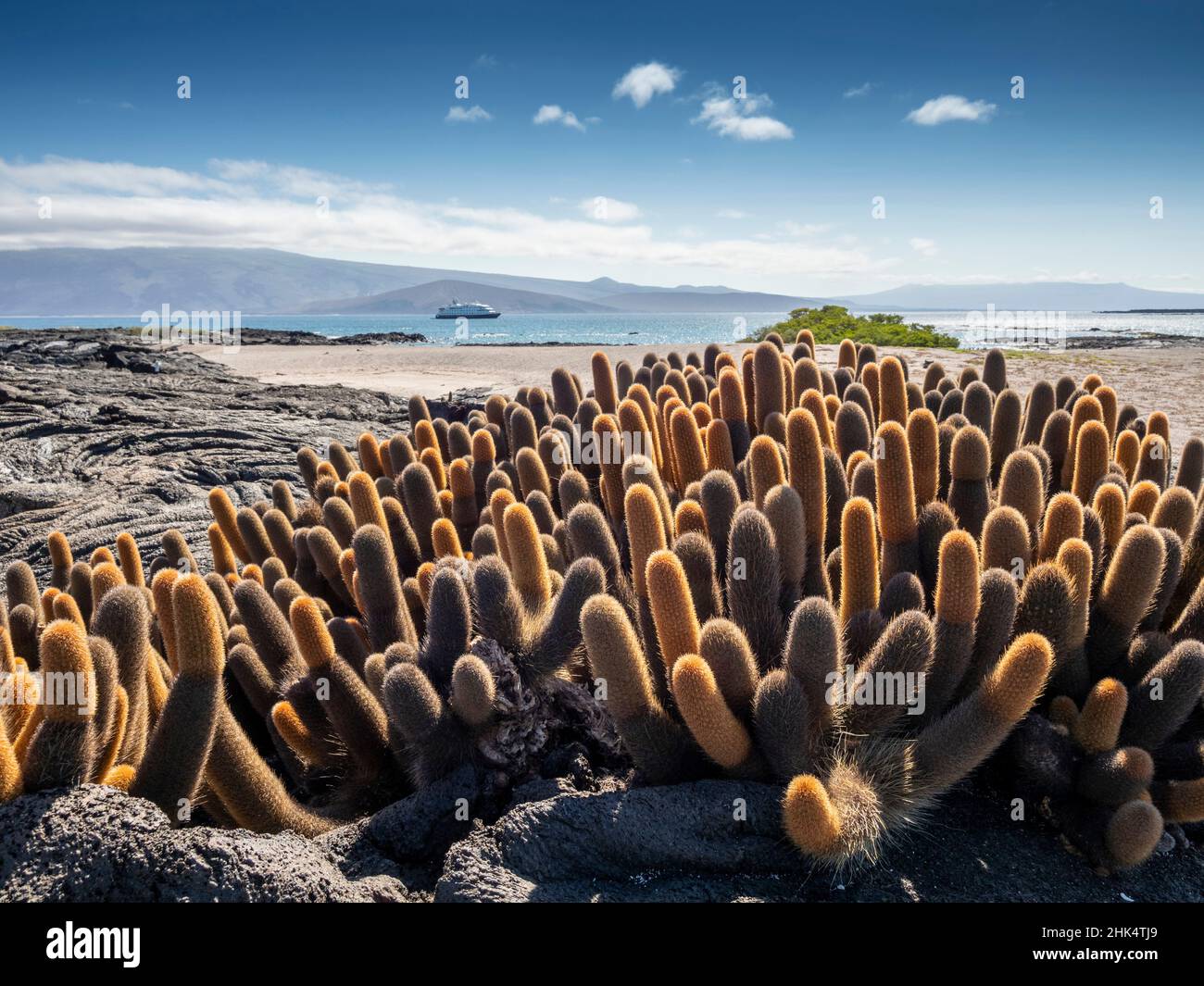 Cactus de lave (Brachycereus nesioticus), endémique aux Galapagos, île Fernandina, Galapagos, site du patrimoine mondial de l'UNESCO, Équateur, Amérique du Sud Banque D'Images
