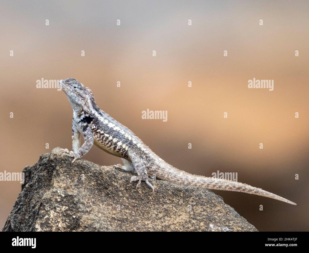 Un lézard de lave San Cristobal adulte (Microlophus bivittatus), Punta Pitt sur l'île de San Cristobal, Galapagos, Équateur, Amérique du Sud Banque D'Images