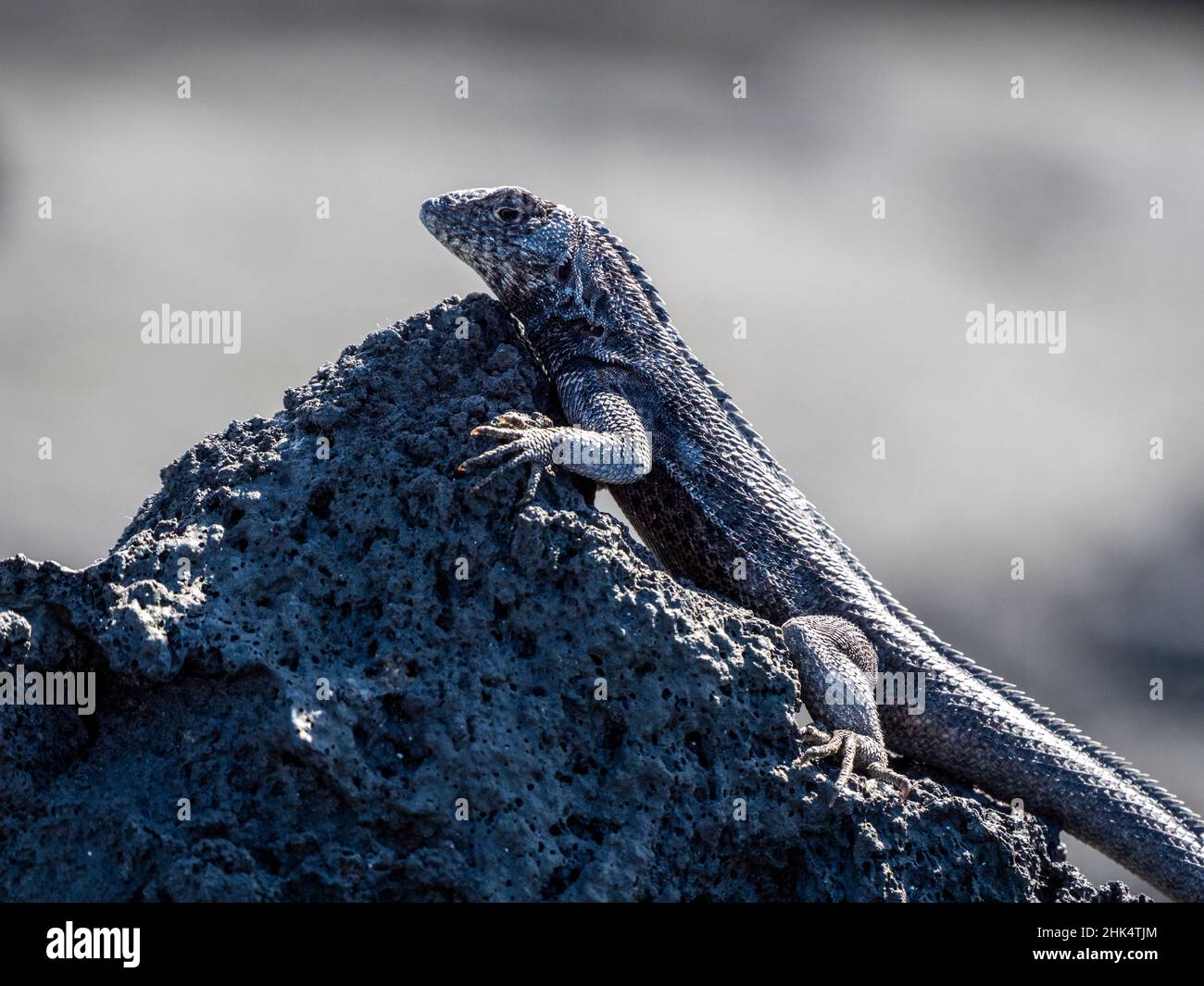 Un lézard de lave de Galapagos adulte (Microlophus albemarlensis), île de Seymour Nord, Galapagos, Equateur, Amérique du Sud Banque D'Images