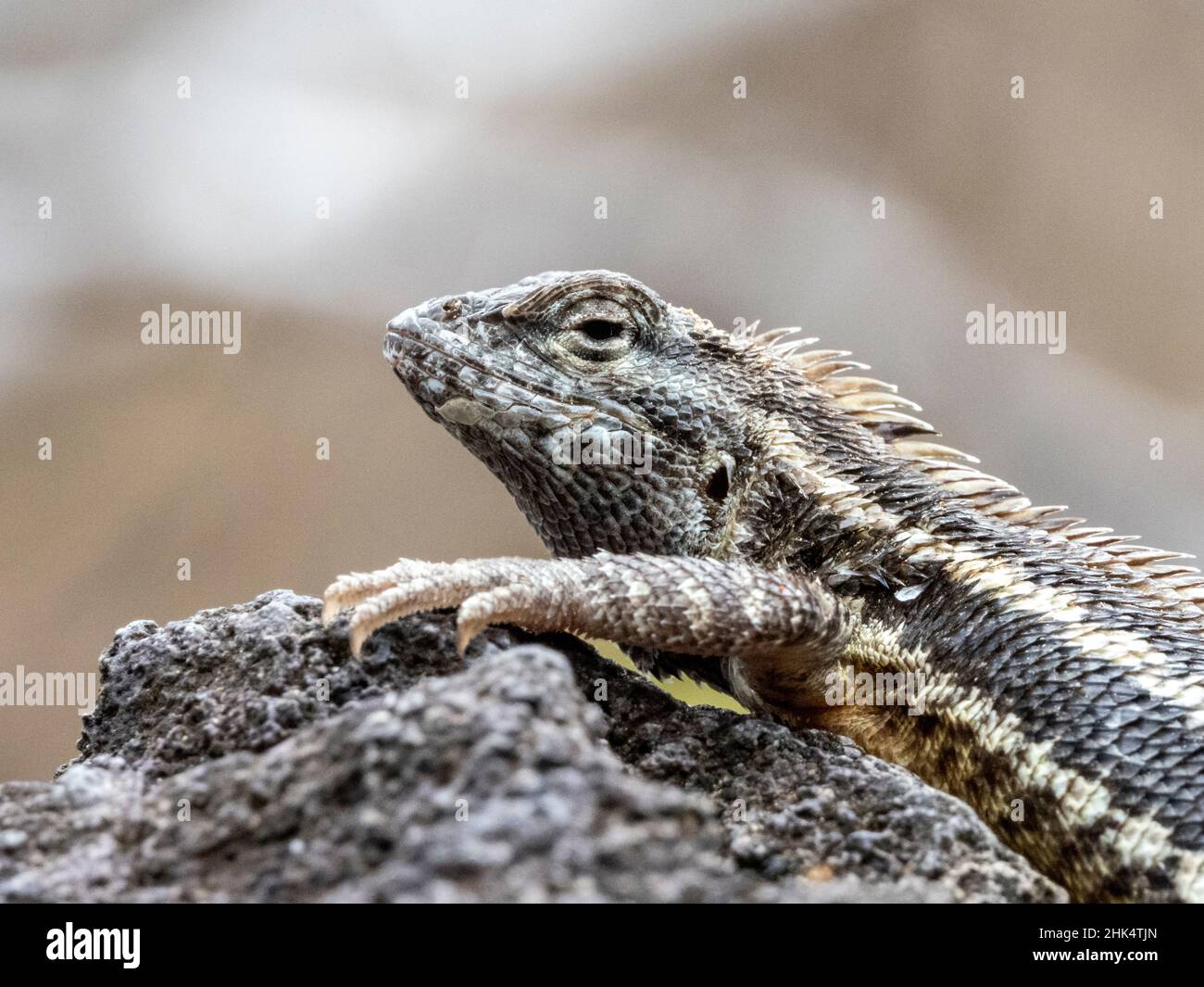 Un lézard de lave San Cristobal adulte (Microlophus bivittatus), Punta Pitt sur l'île de San Cristobal, Galapagos, Équateur, Amérique du Sud Banque D'Images