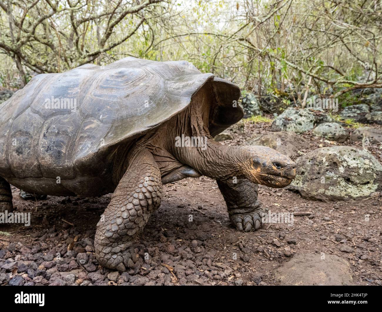 Une tortue géante des Galapagos (Chelonoidis spp), parc national des Galapagos, île de San Cristobal, Galapagos, Equateur,Amérique du Sud Banque D'Images
