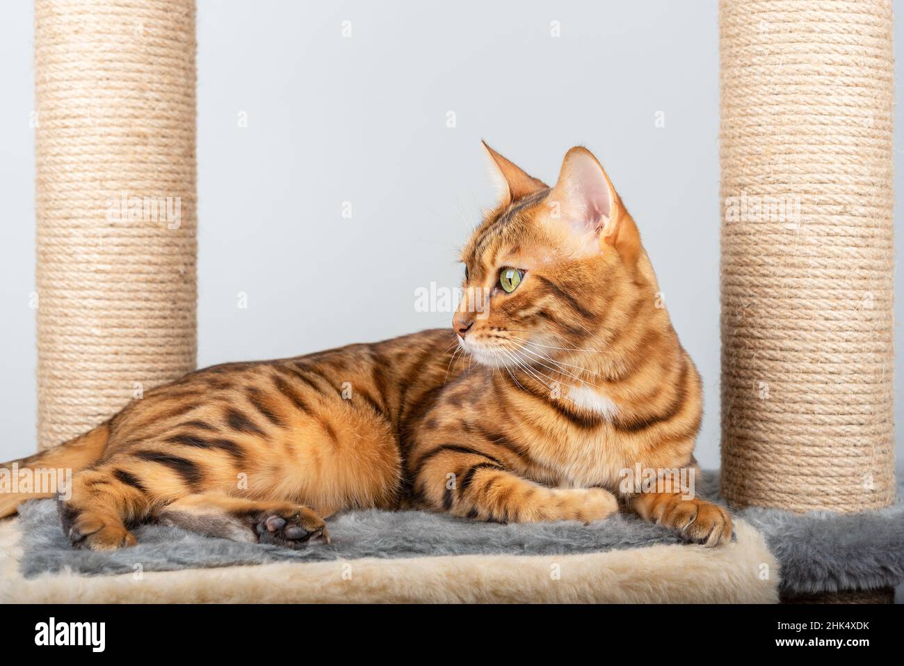 Le chat Bengale doré repose sur des meubles de chat et regarde latéralement. Banque D'Images