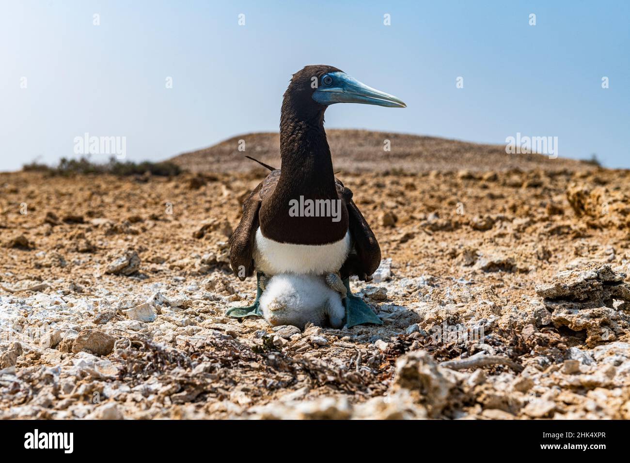 Brown Booby (Sula leucogaster) avec son poussin, îles Farasan, Royaume d'Arabie Saoudite, Moyen-Orient Banque D'Images