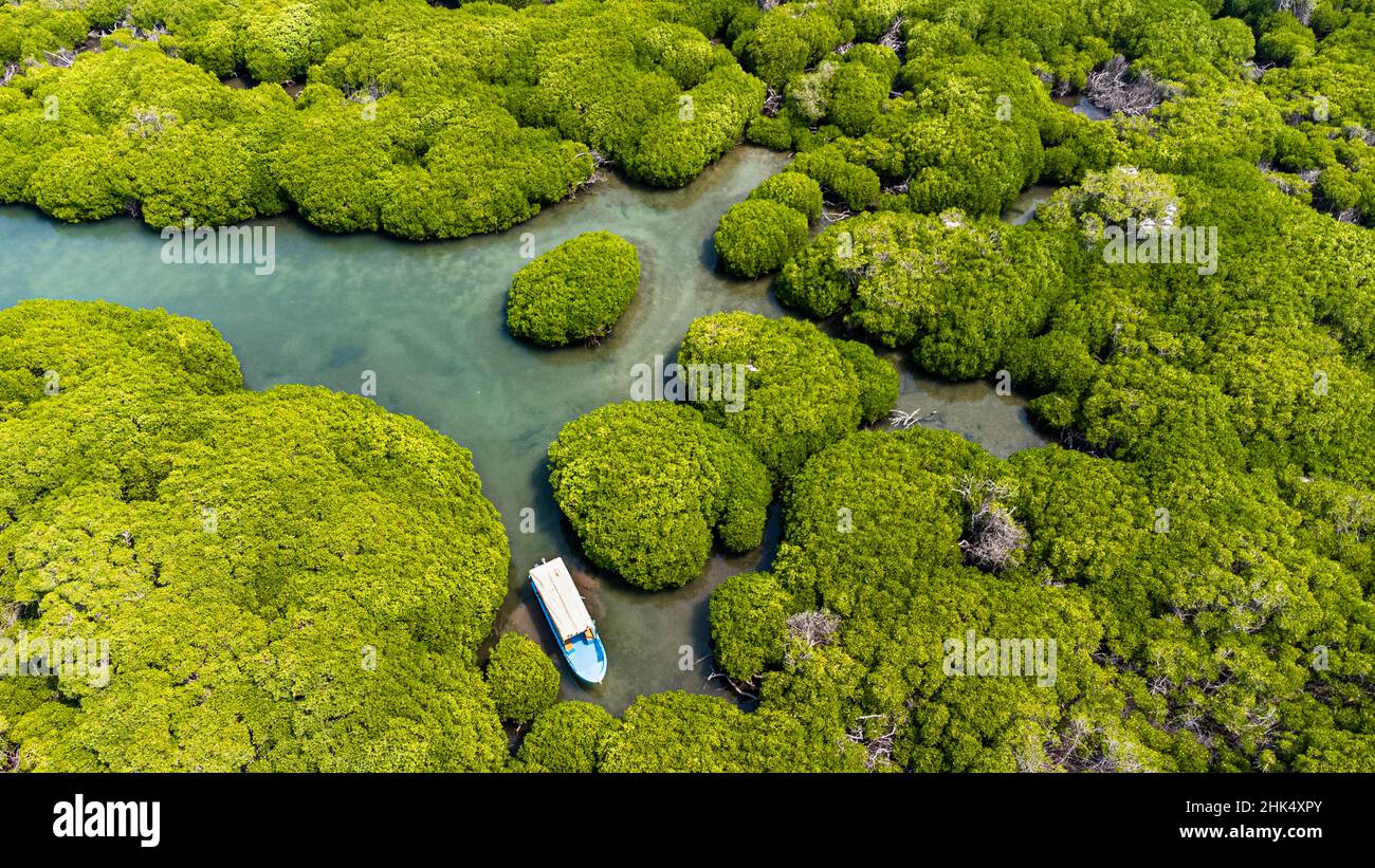 Antenne de la forêt de mangroves, îles Farasan, Royaume d'Arabie saoudite, Moyen-Orient Banque D'Images