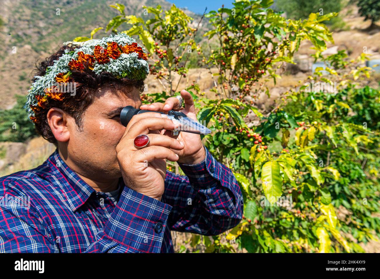 Homme habillé traditionnel de la tribu des hommes de fleurs de Qahtani dans les caféières, examinant les grains de café, montagnes ASiR, Royaume d'Arabie Saoudite Banque D'Images