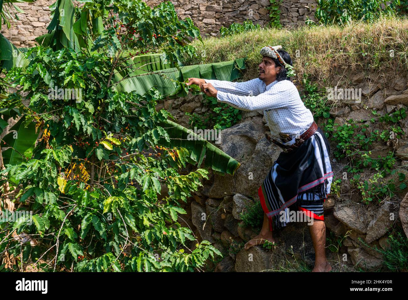 Homme habillé traditionnel de la tribu des hommes de fleurs de Qahtani dans les caféières, examinant les grains de café, montagnes ASiR, Royaume d'Arabie Saoudite Banque D'Images