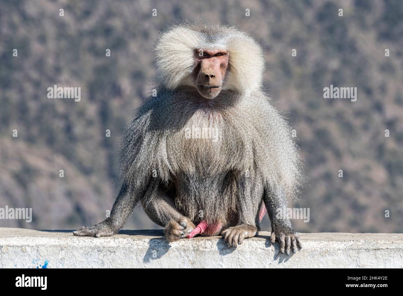Babouin, Abha, Royaume d'Arabie saoudite, Moyen-Orient Banque D'Images