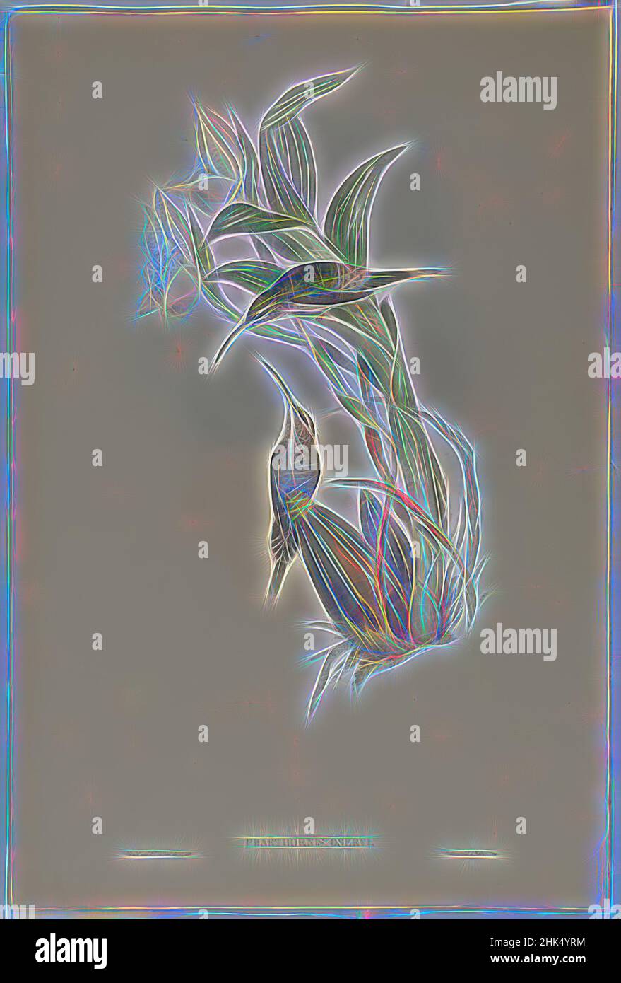 Inspiré par Phaethornis Oseryi, John Gould, britannique, 1804-1881, lithographie en couleur sur papier vélin, 21 1/2 x 14 3/8 po, 54,6 x 36,5 cm, oiseaux, réimaginé par Artotop. L'art classique réinventé avec une touche moderne. Conception de lumière chaleureuse et gaie, de luminosité et de rayonnement de lumière. La photographie s'inspire du surréalisme et du futurisme, embrassant l'énergie dynamique de la technologie moderne, du mouvement, de la vitesse et révolutionne la culture Banque D'Images