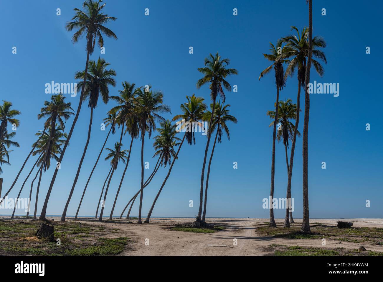 Palmiers à la plage de Salalah, Oman, Moyen-Orient Banque D'Images
