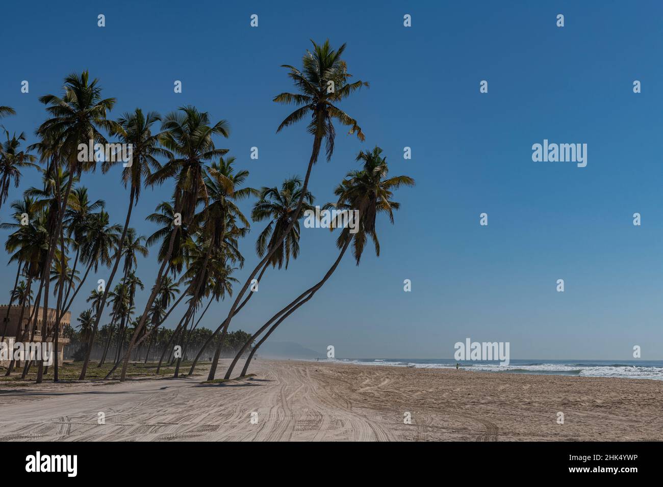 Palmiers à la plage de Salalah, Oman, Moyen-Orient Banque D'Images