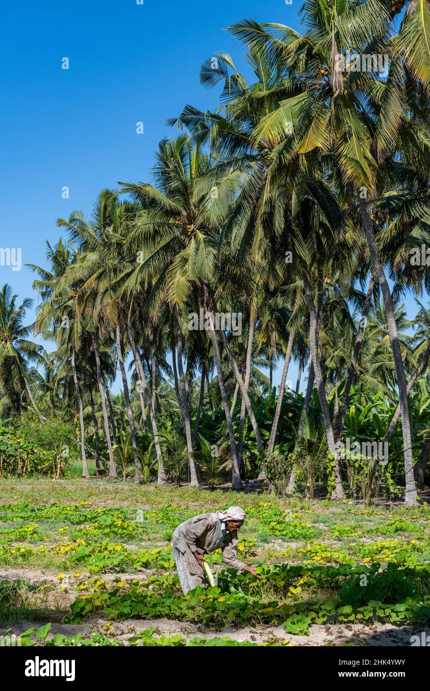 Agriculteur dans l'oasis verte de Salalah, Oman, Moyen-Orient Banque D'Images