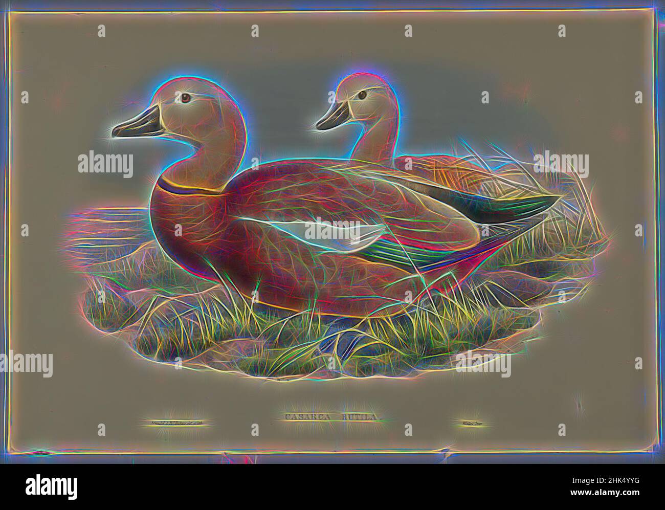 Inspiré de Casarca Rutila, lithographie couleur, 14 1/2 x 21 1/4 po., 36,8 x 54 cm, oiseau, oiseaux, Casarca Rutila, Habitat, Nature, ornithologique, ornithologie, plantes et animaux, espèces, La faune, revisitée par Artotop. L'art classique réinventé avec une touche moderne. Conception de lumière chaleureuse et gaie, de luminosité et de rayonnement de lumière. La photographie s'inspire du surréalisme et du futurisme, embrassant l'énergie dynamique de la technologie moderne, du mouvement, de la vitesse et révolutionne la culture Banque D'Images