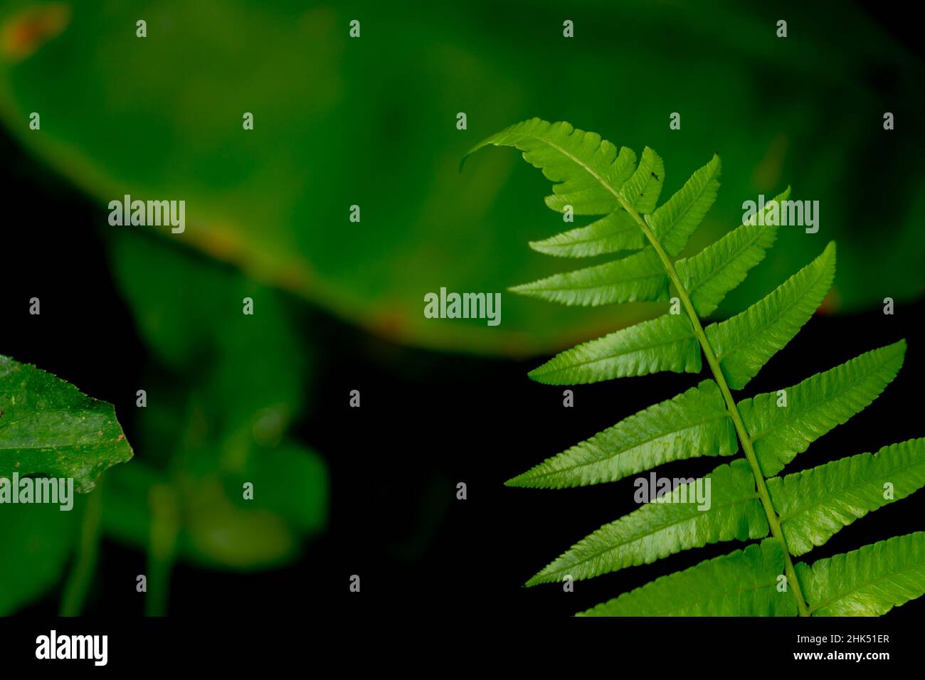 Une feuille de fougères verte avec une forme d'os de doigt, un arrière-plan de feuillage vert et une lumière du soleil vive Banque D'Images