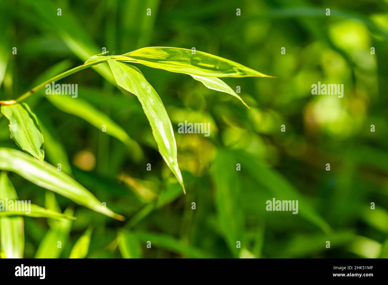 Le Microstegium vimineum, communément connu sous le nom de stiltgrass japonais, herbe d'emballage, ou brunntop népalais, est une herbe annuelle qui est commune dans une grande variété Banque D'Images