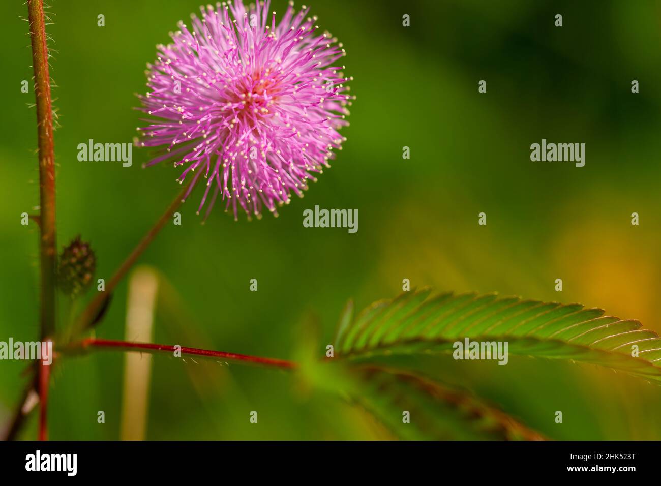 Les fleurs roses de Shameplant ont une forme sphérique avec des extrémités fibreuses jaunes, le fond des feuilles et de la lumière du soleil est flou Banque D'Images