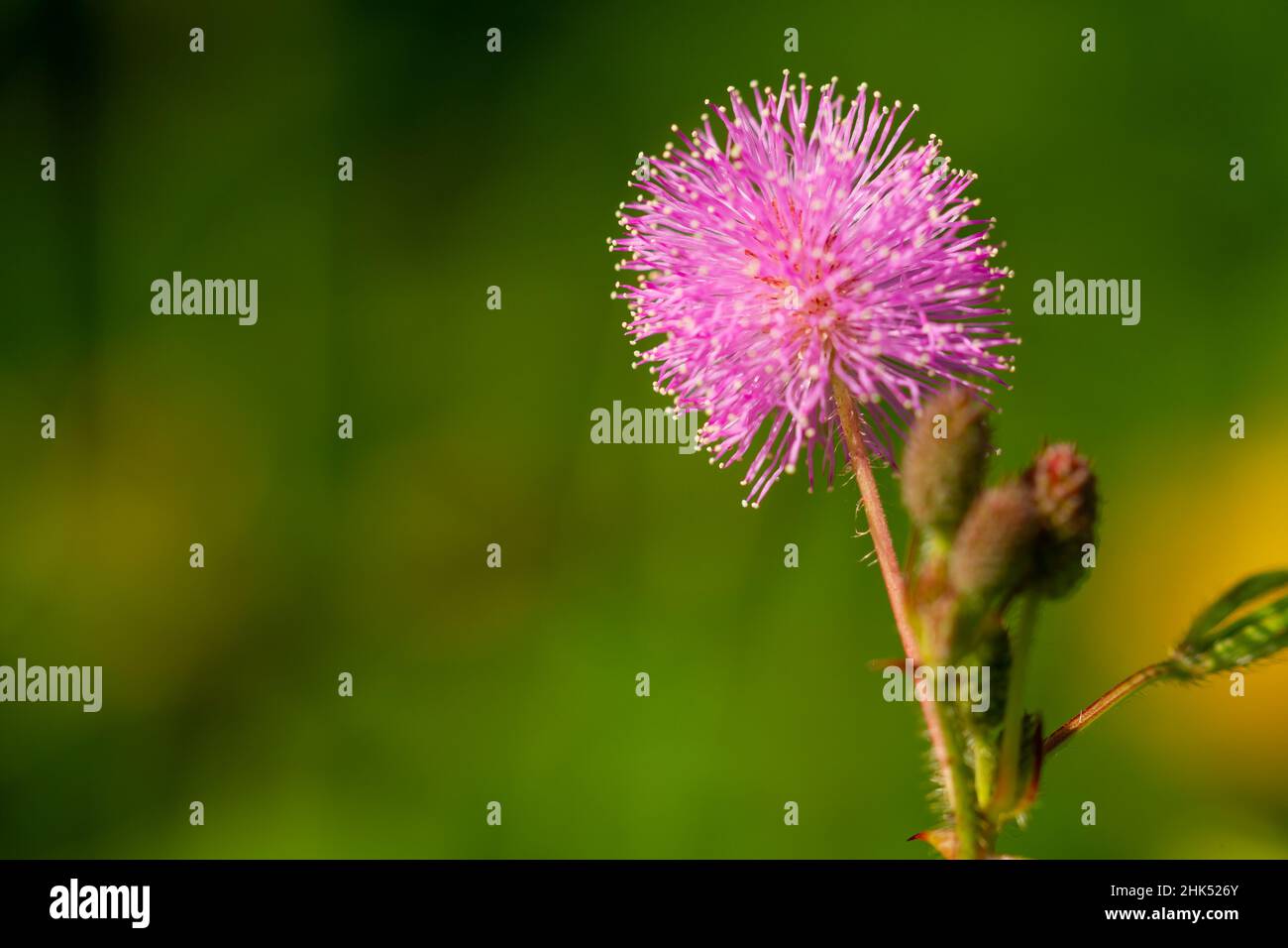 Les fleurs roses de Shameplant ont une forme sphérique avec des extrémités fibreuses jaunes, le fond des feuilles et de la lumière du soleil est flou Banque D'Images