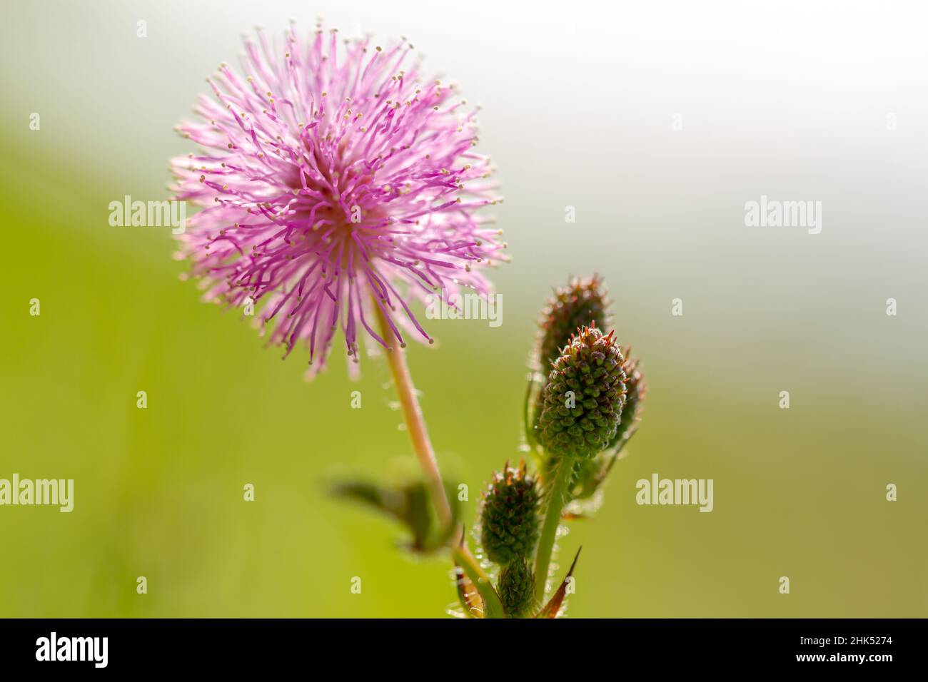 Les fleurs roses de Shameplant ont une forme sphérique avec des extrémités fibreuses jaunes, le fond des feuilles et de la lumière du soleil est flou Banque D'Images