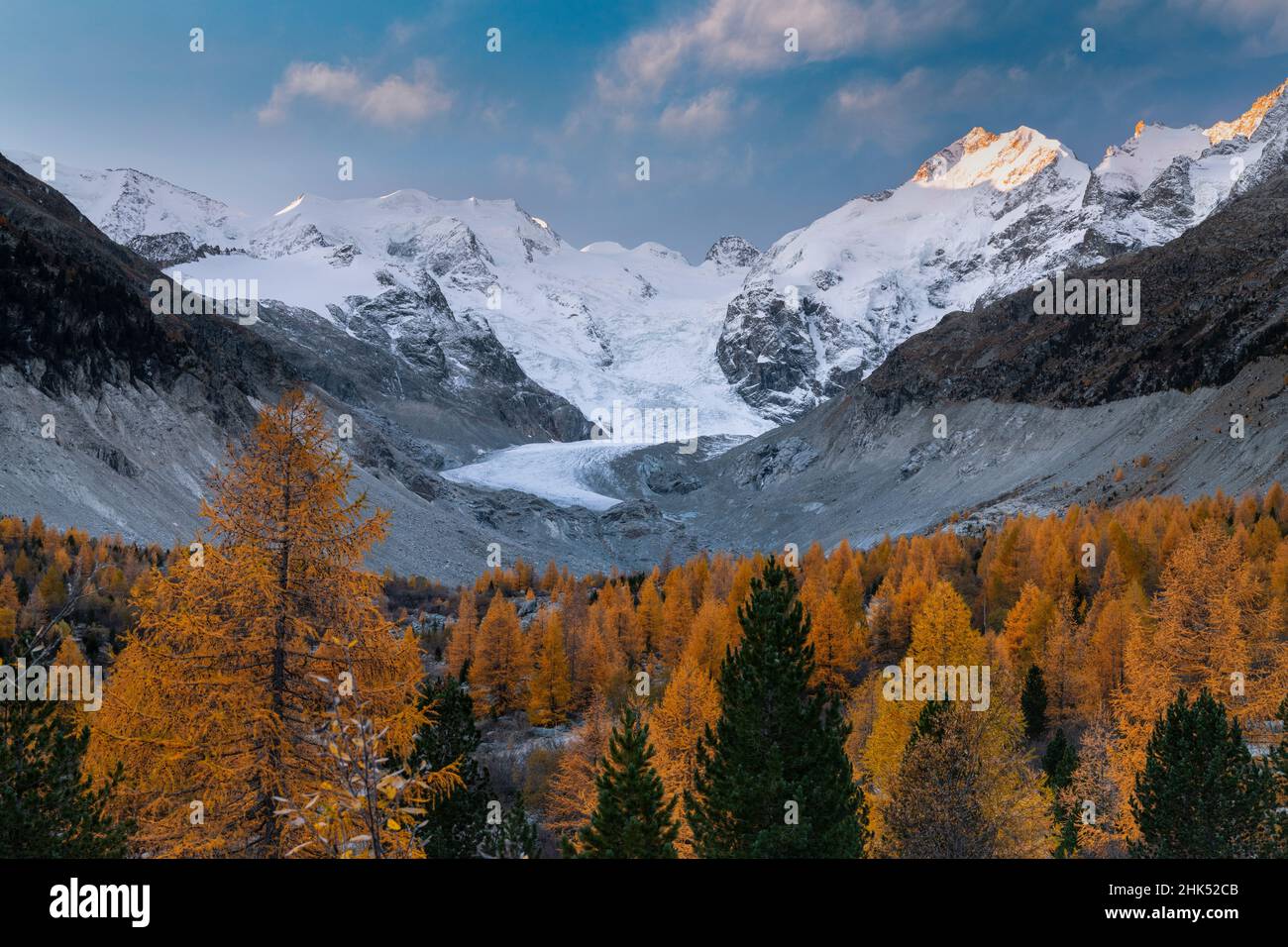 Forêt de mélèzes entourant le Piz Bernina et Palu enneigés en automne, Morteratsch, canton de Graubunden, Suisse, Europe Banque D'Images