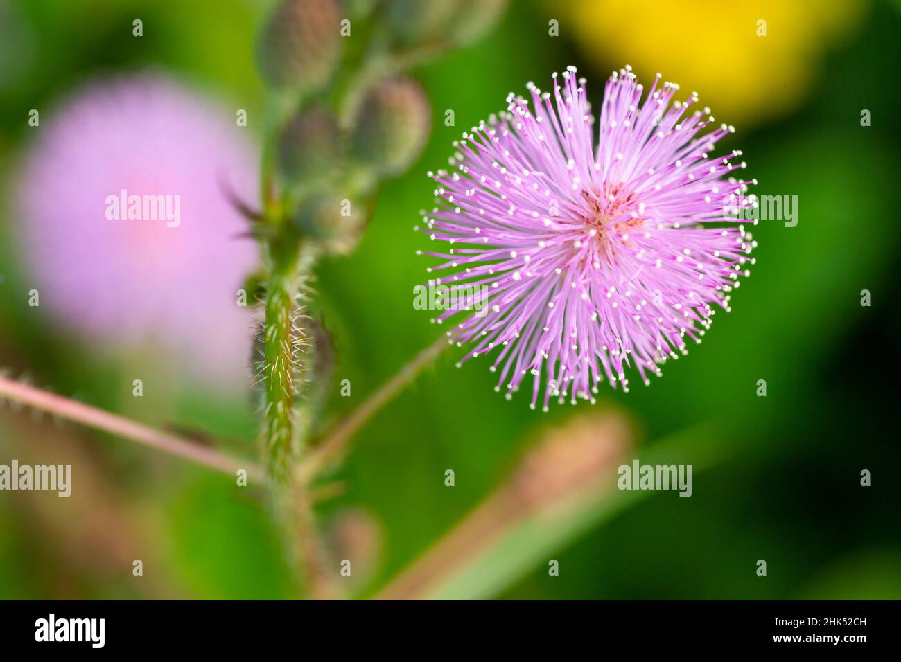 Les fleurs roses de Shameplant ont une forme sphérique avec des extrémités fibreuses jaunes, le fond des feuilles et de la lumière du soleil est flou Banque D'Images