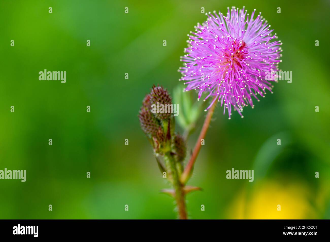 Les fleurs roses de Shameplant ont une forme sphérique avec des extrémités fibreuses jaunes, le fond des feuilles et de la lumière du soleil est flou Banque D'Images