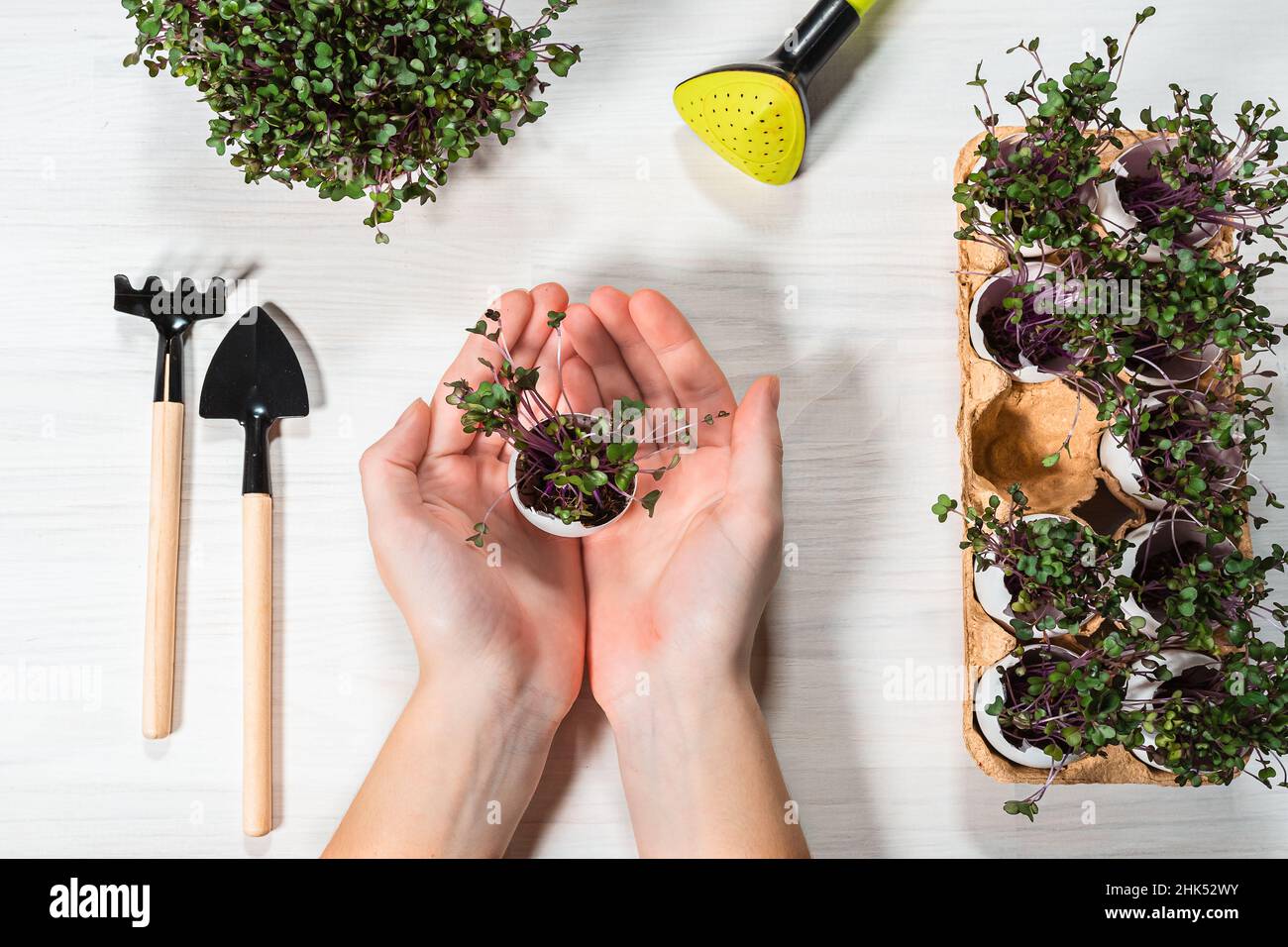 les mains de la femme, repliées en bateau, tiennent l'coquille d'œuf avec des pousses plantées de microverts violets. platte. À proximité se trouvent des outils de jardin et un plateau à œufs avec pousses. Banque D'Images