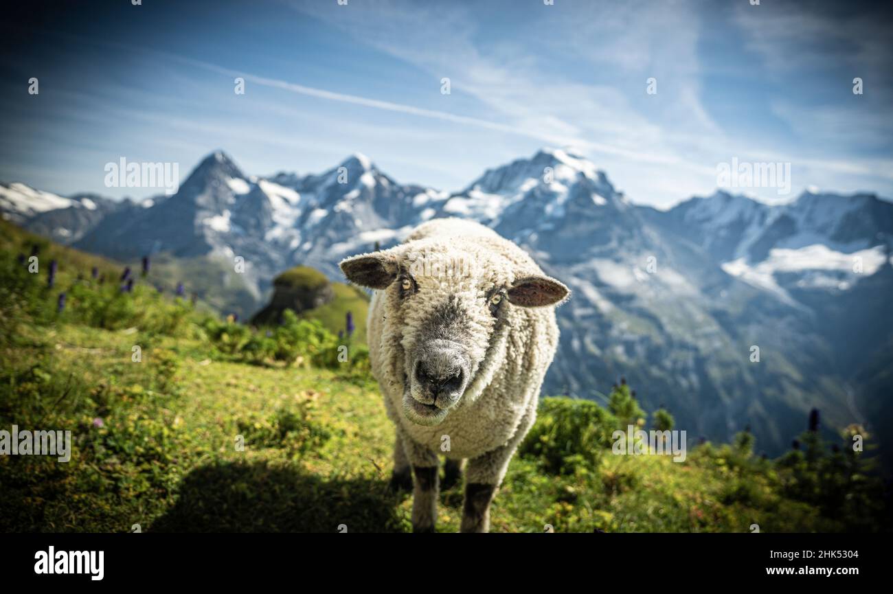 Portrait d'un mouton dans les prairies alpines verdoyantes, Murren Birg, région de Jungfrau, canton de Berne, Alpes suisses,Suisse, Europe Banque D'Images