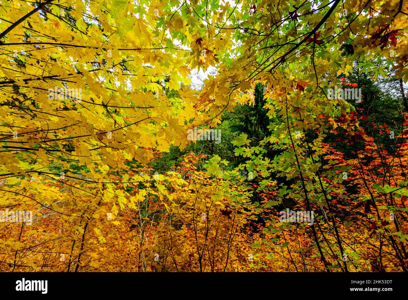Couleurs d'automne dans le parc national du Mont Rainier, État de Washington, États-Unis d'Amérique, Amérique du Nord Banque D'Images