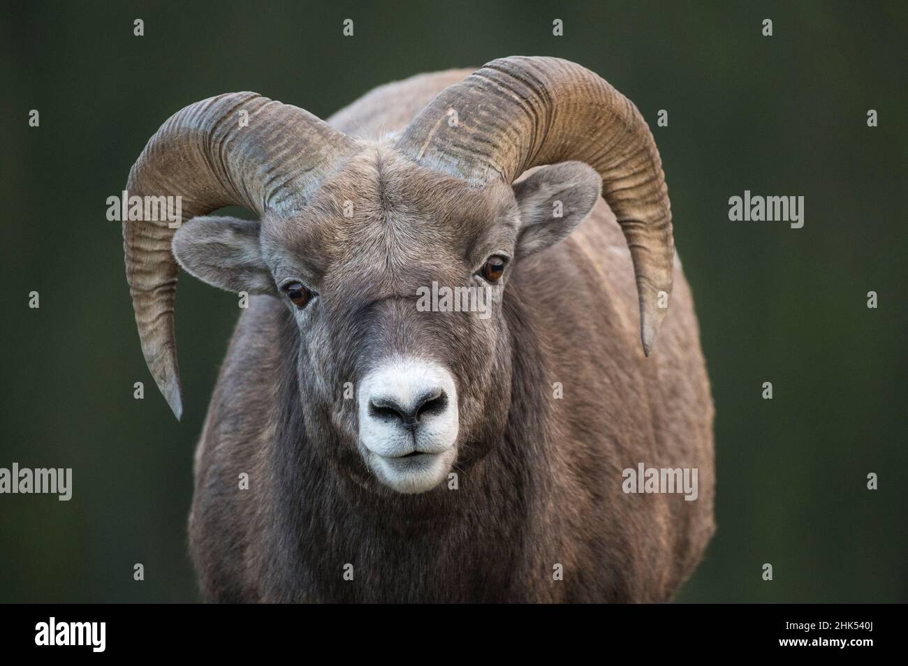 RAM du mouflon d'Amérique des Rocheuses (Ovis canadensis), parc national Jasper, Alberta, Rocheuses canadiennes, Canada,Amérique du Nord Banque D'Images