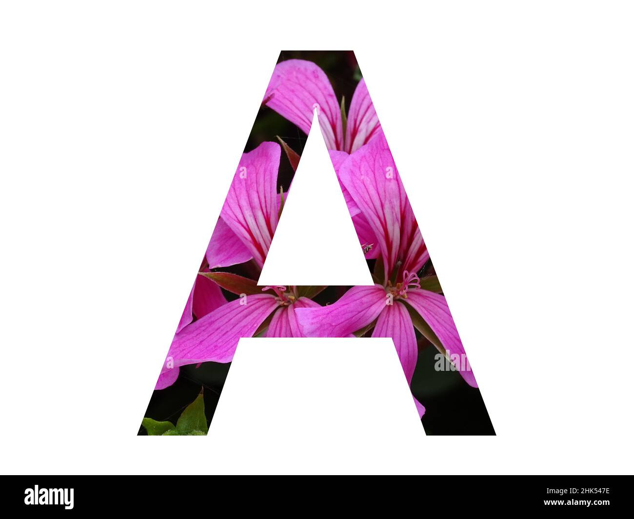 Lettre A de l'alphabet faite d'une fleur rose de pélargonium, isolée sur fond blanc Banque D'Images