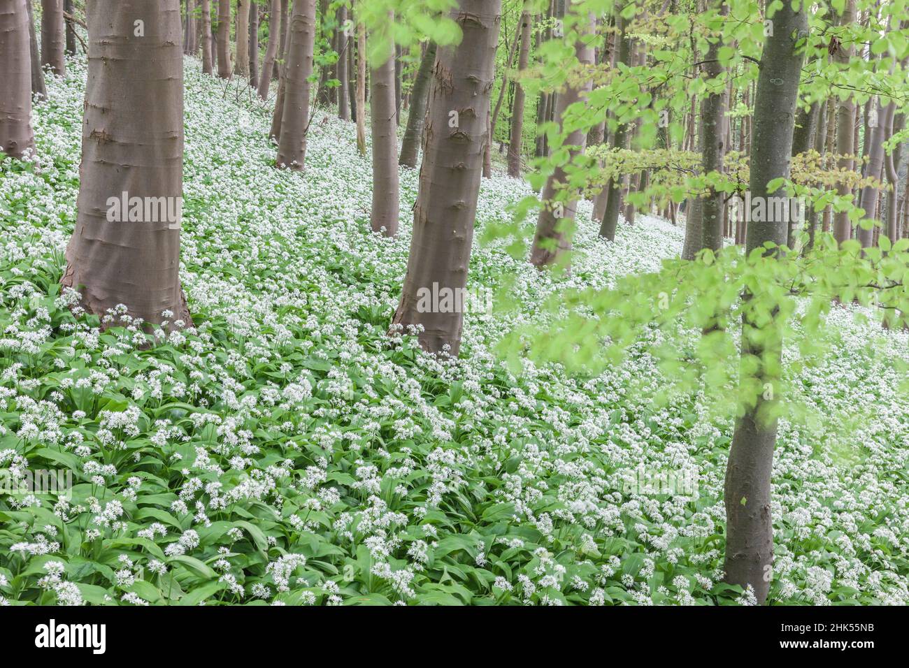 Fleurs printanières de Ramsons (Allium ursinum) dans un bois à feuilles caduques, Winterbourne Abbas, Dorset, Angleterre, Royaume-Uni,Europe Banque D'Images