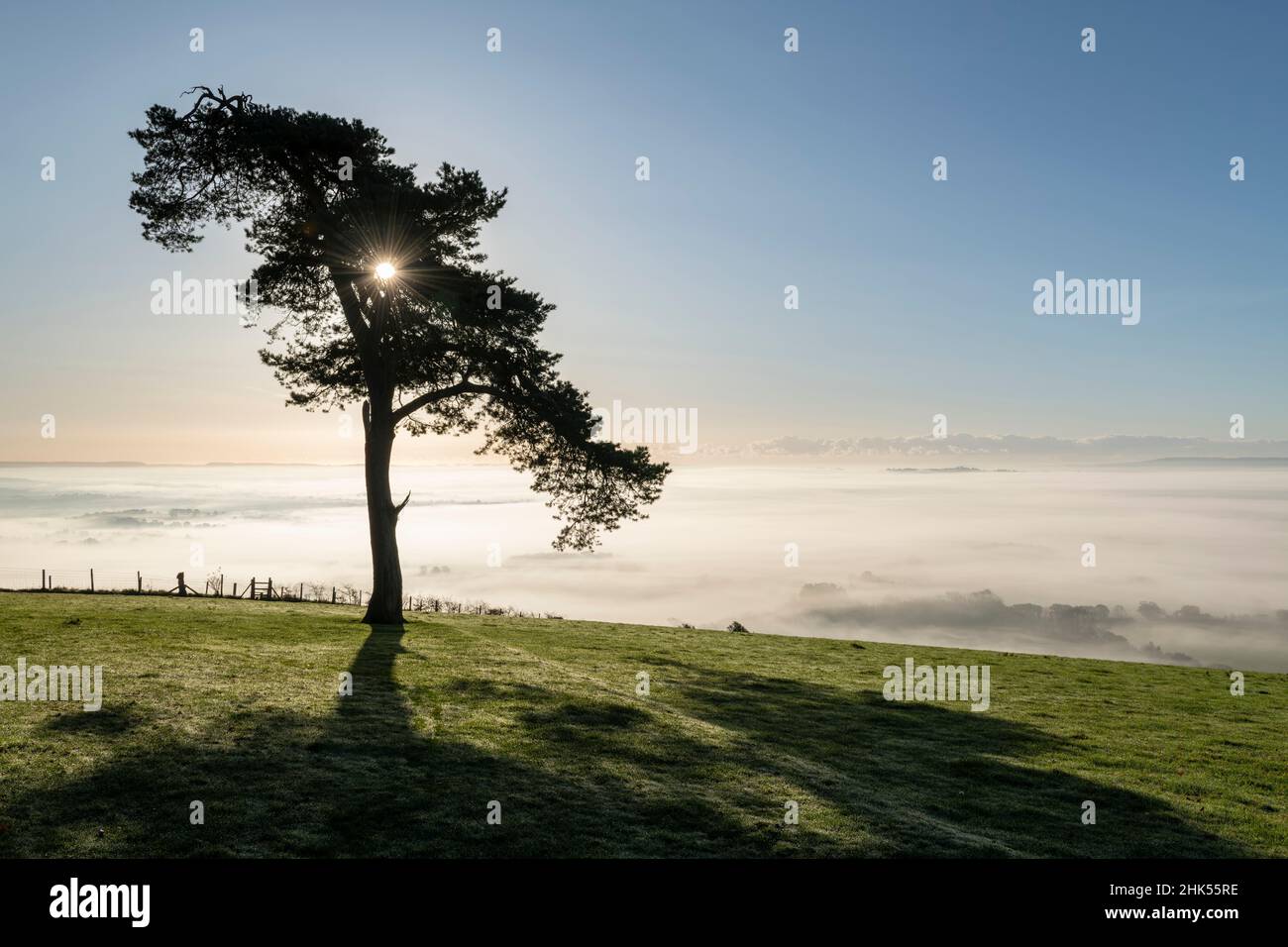 Arbre de sommet de colline de pin solitaire sur une brumeuse, matin d'automne ensoleillé, Devon, Angleterre, Royaume-Uni,Europe Banque D'Images