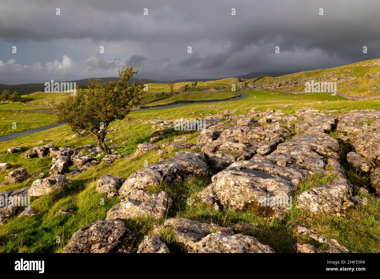 Arbre Hawthorn et pavé calcaire en automne, pierres Winskill, Parc national des Yorkshire Dales, Yorkshire, Angleterre, Royaume-Uni, Europe Banque D'Images
