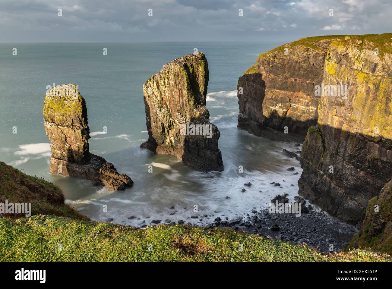 Elegug Stacks à Castlemartin, Pembrokeshire Coast National Park, pays de Galles, Royaume-Uni, Europe Banque D'Images