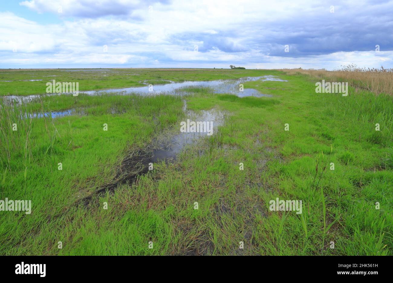 Prés humides dans la réserve naturelle de Beka, Pologne Banque D'Images