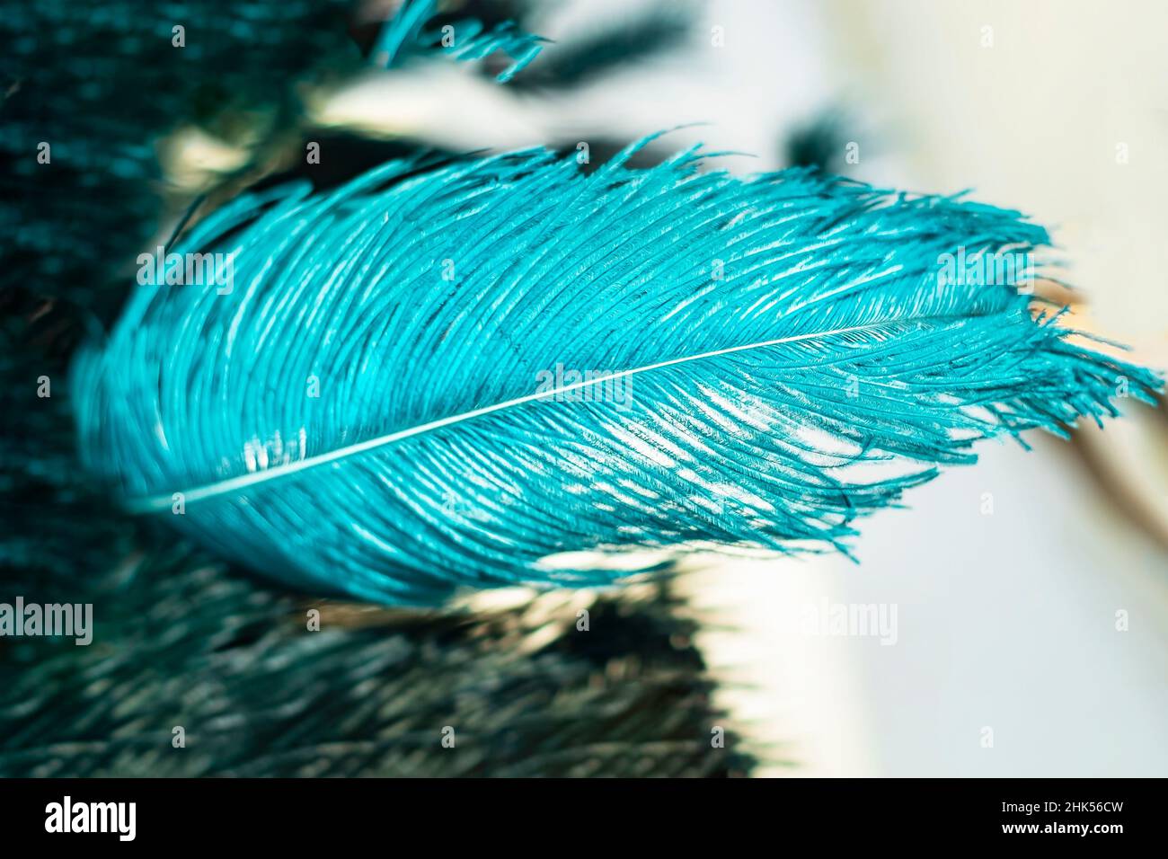 Blue ostrich feather Banque de photographies et d'images à haute résolution  - Alamy