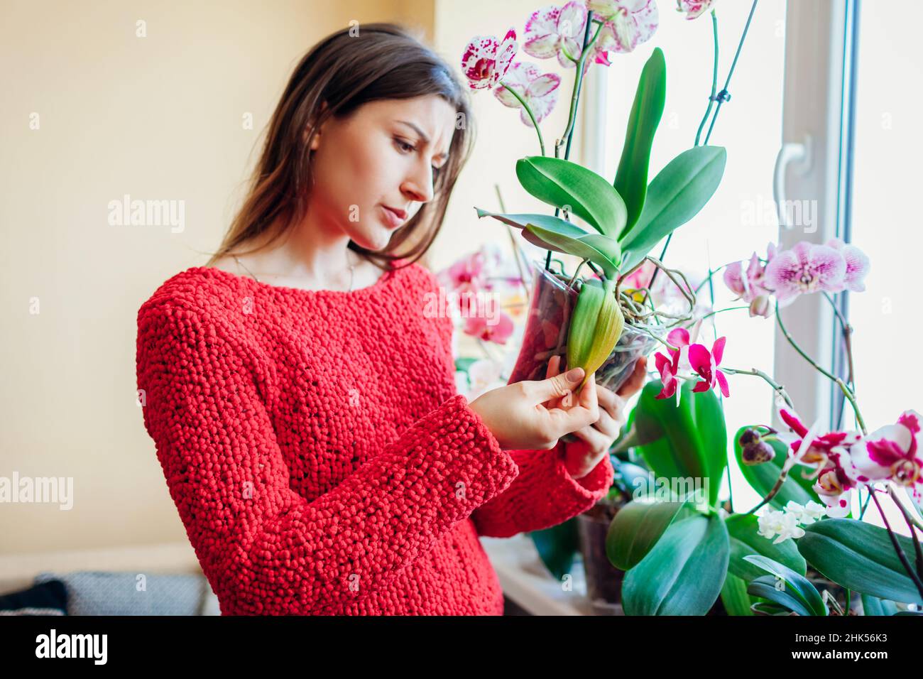 Femme vérifiant orchidée avec feuille jaune.Plante infectée malade.Prendre soin de la santé des plantes et des fleurs à la maison. Banque D'Images